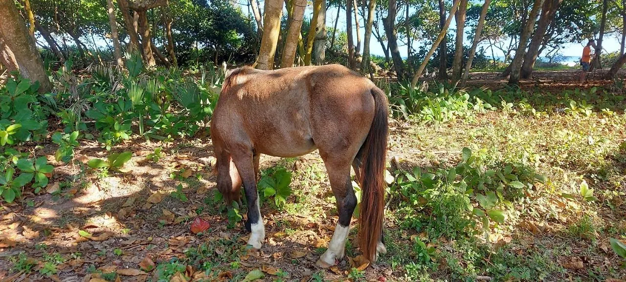 Cabarete Condo Moosa 0*,  Dominikanska republiken